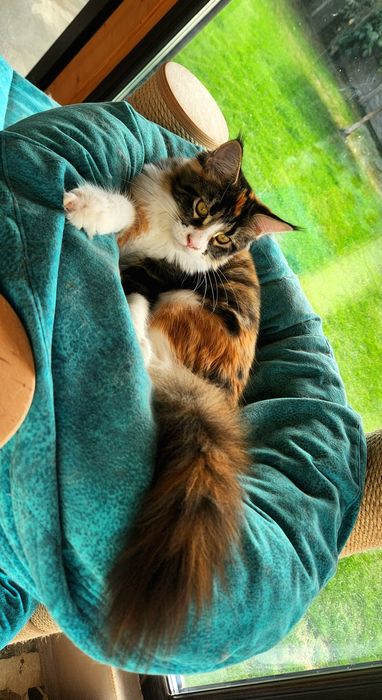 Pisică Maine Coon- superba Freea