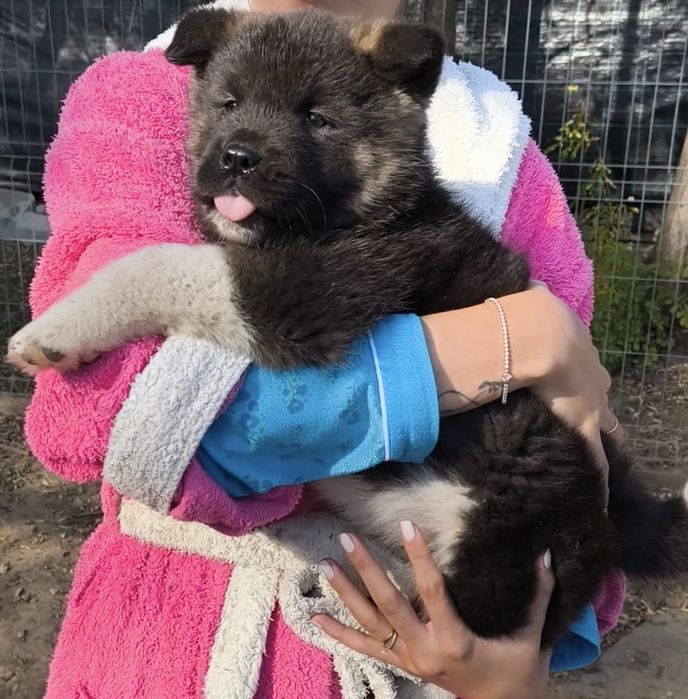 Pui Akita American, rasa pura