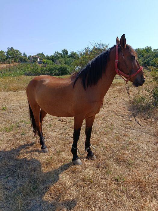 Vând cal castrat pentru muncă