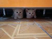 Отдам даром Котят