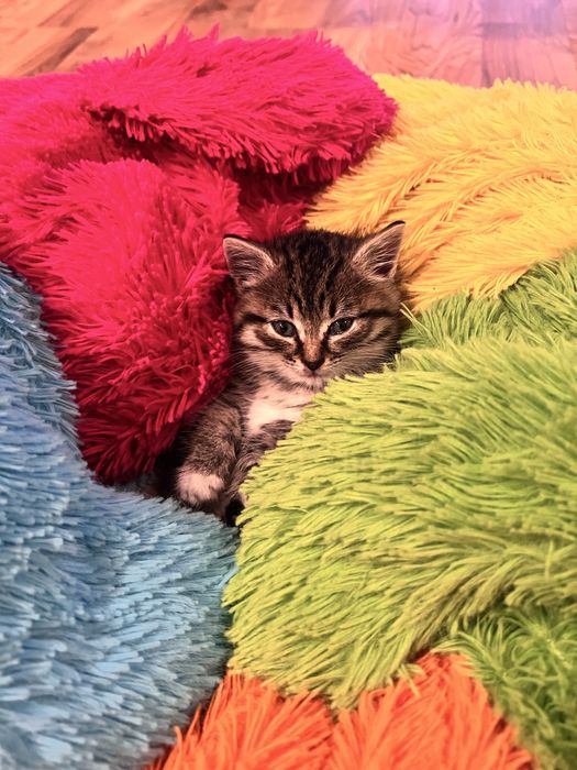 Отдам котенка в хорошие руки