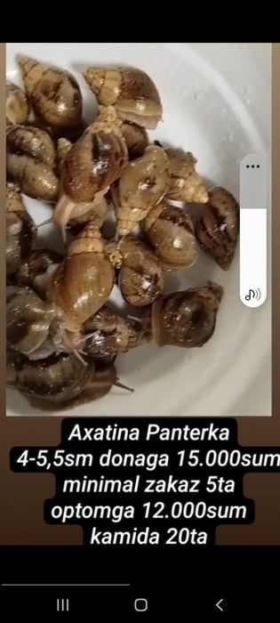 arzon narxlarda ulitkalar, terapiyaga tayyor