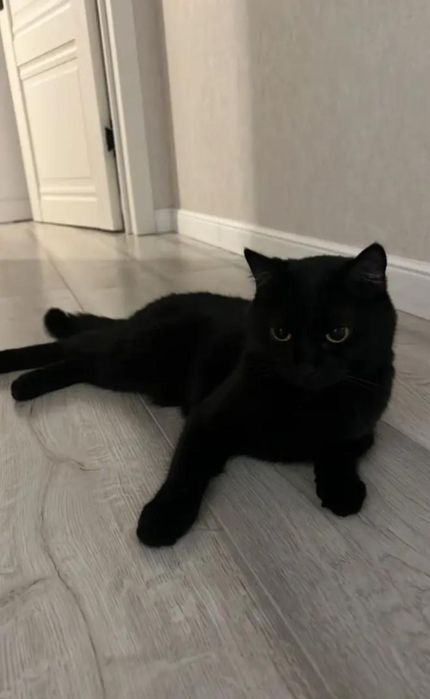 Отдам в хорошие руки Кошку , стерилизованная .