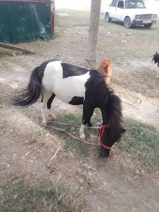 Poni ot moda aqili