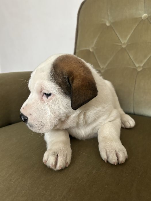 Pui caine mix Shar Pei