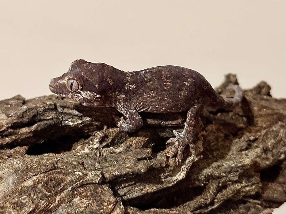 Новокаледонски гекон / Rhacodactylus auriculatus