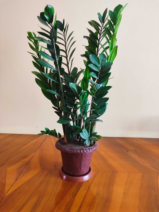 Замиакулькас (долларовое дерево)