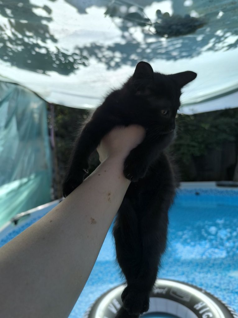 Котята от сиамской кошечки
