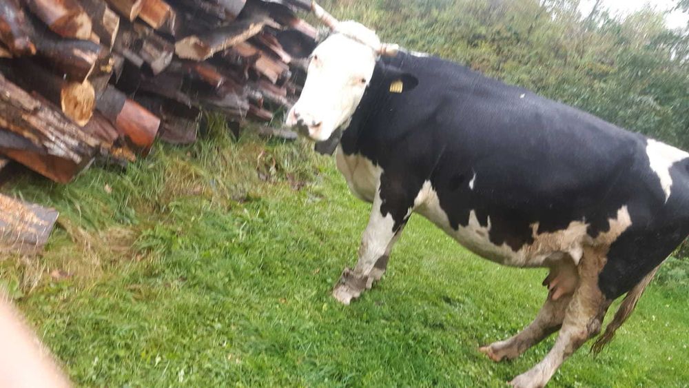 Vând vaca gestanta