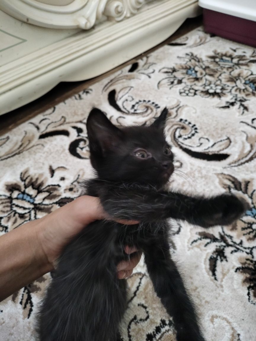 Котята по 2 месяцев