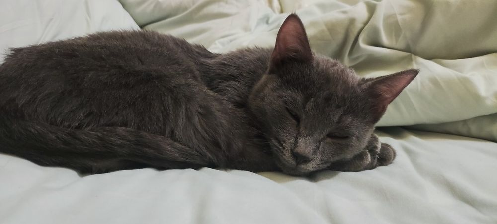 Котенок в добрые руки