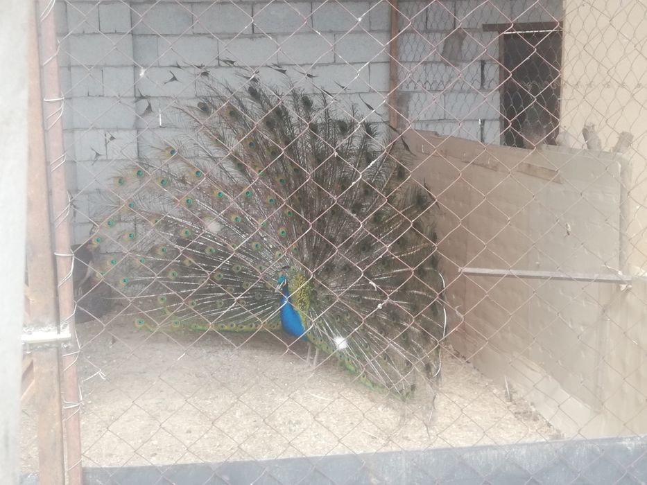 Павлин сатылады 4 жасар