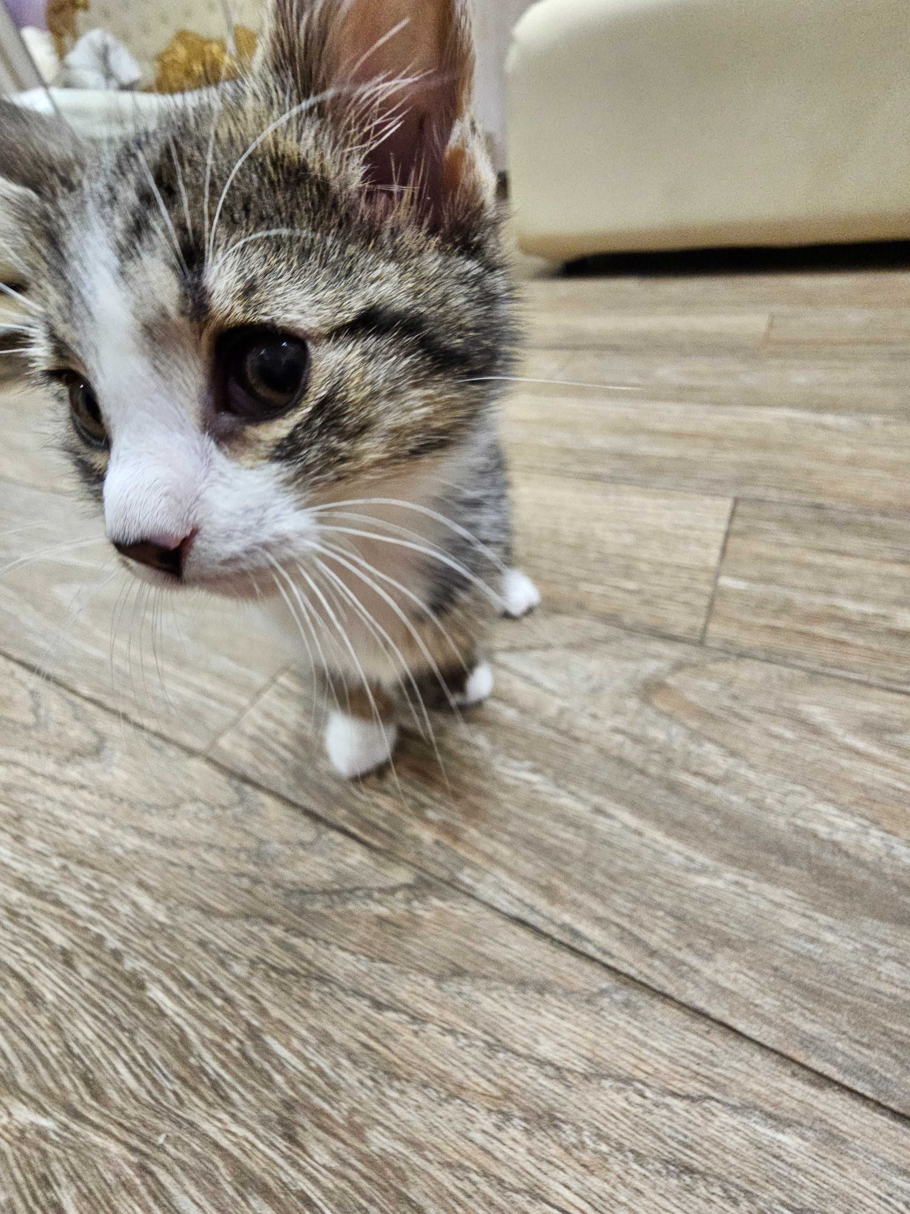 Женско коте/Female kitten