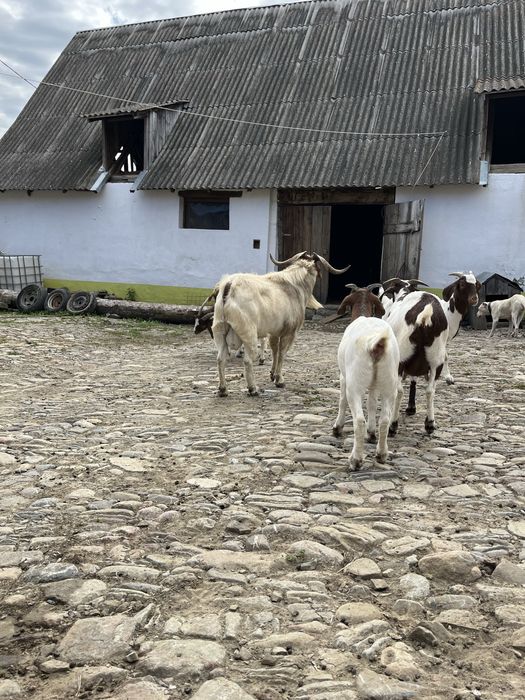 Tap  Boer  deosebit de frumos