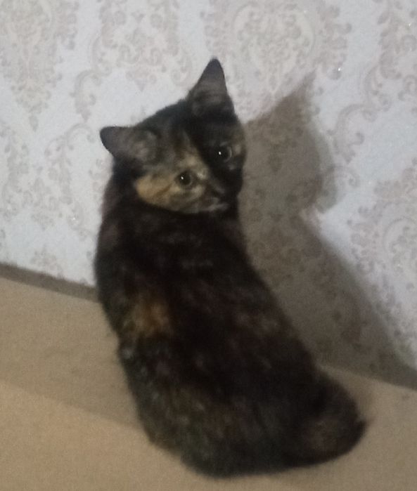 Отдам котенка в хорошие руки. Есть доставка сатжез бесплатно