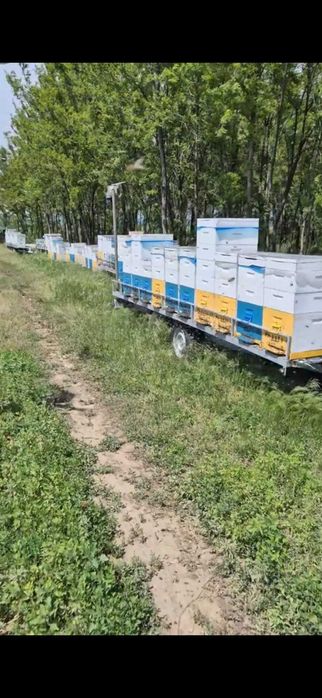 Vand remorca apicola modul