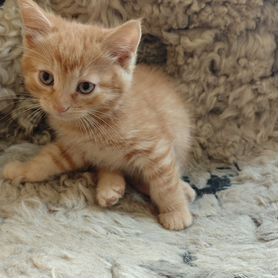 Котята / Uy mushukchalar