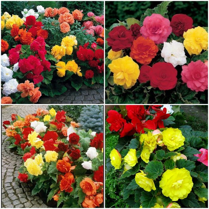 Бегония клубневая микс оттенков.