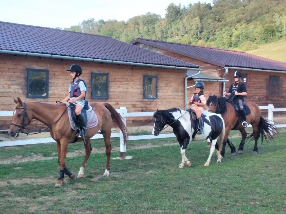 Iapa  cuminte  de 5 ani