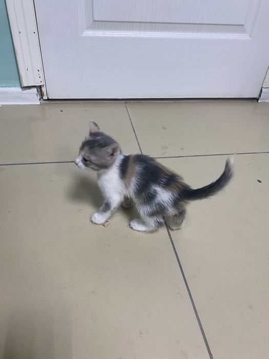 Кошка 3000 тг .