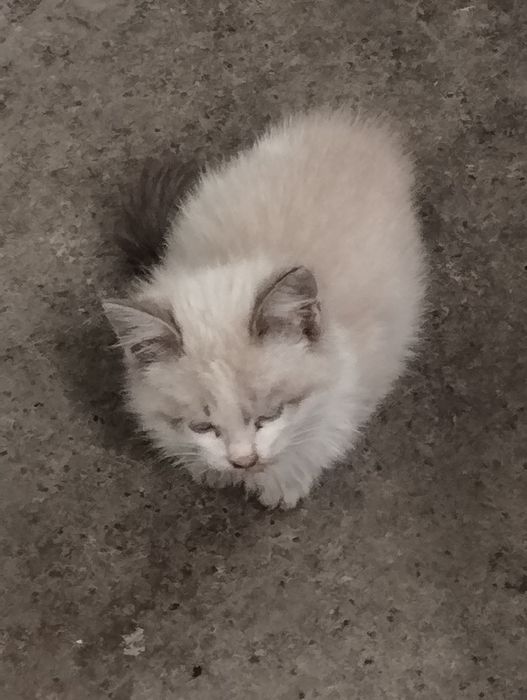 Котята от вислоушки