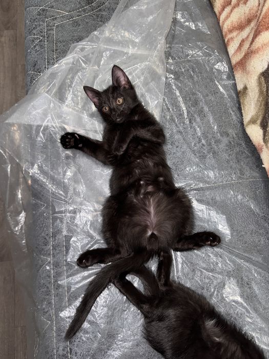 Mushuklar Bepul Котята Бесплатно