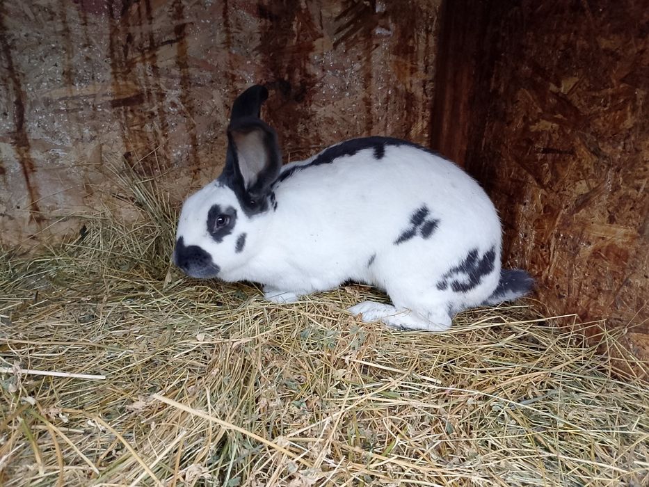 Femelă fluture german pestriț pe albastru