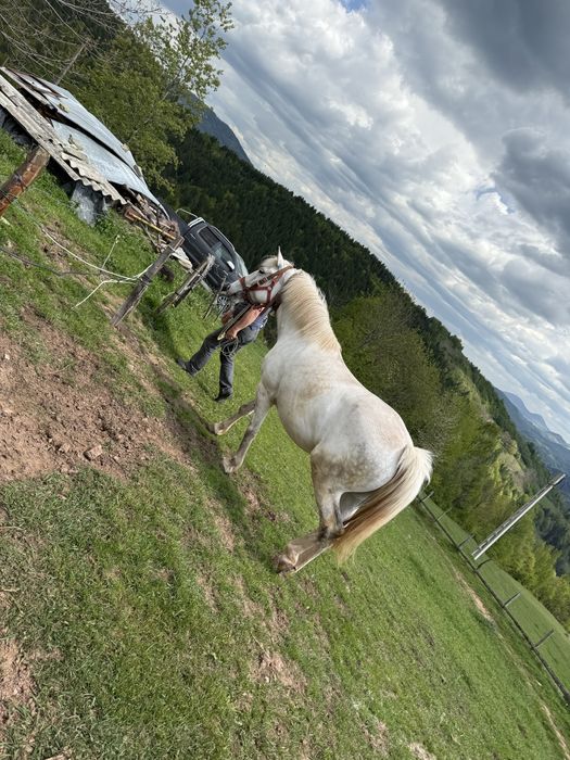 Vând Iapă de 6 ani foarte blândă și cuminte