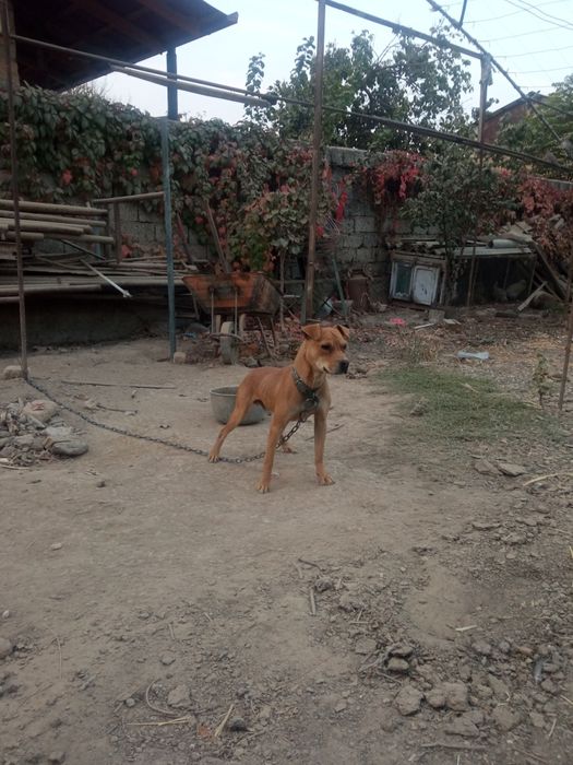 Pidbul sotiladi 1yosh axranasi zoʻr