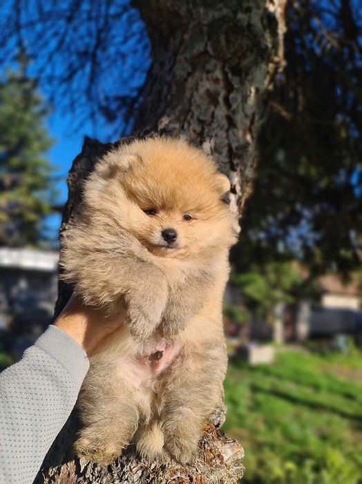 Померан померан.