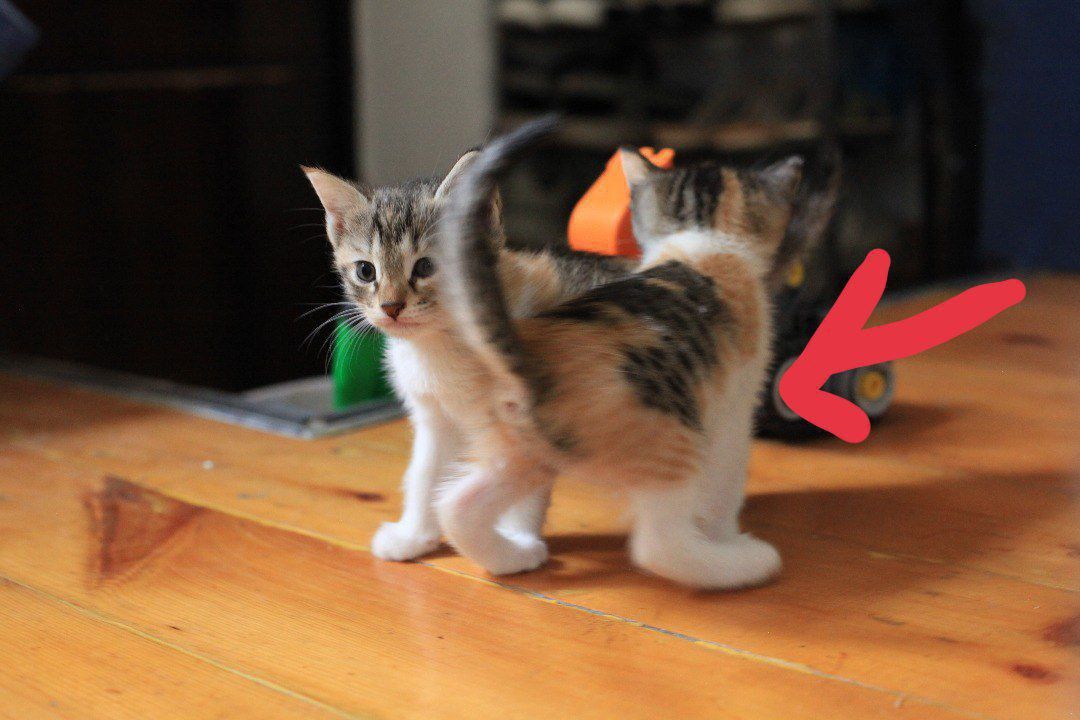 Котёнок в добрые руки