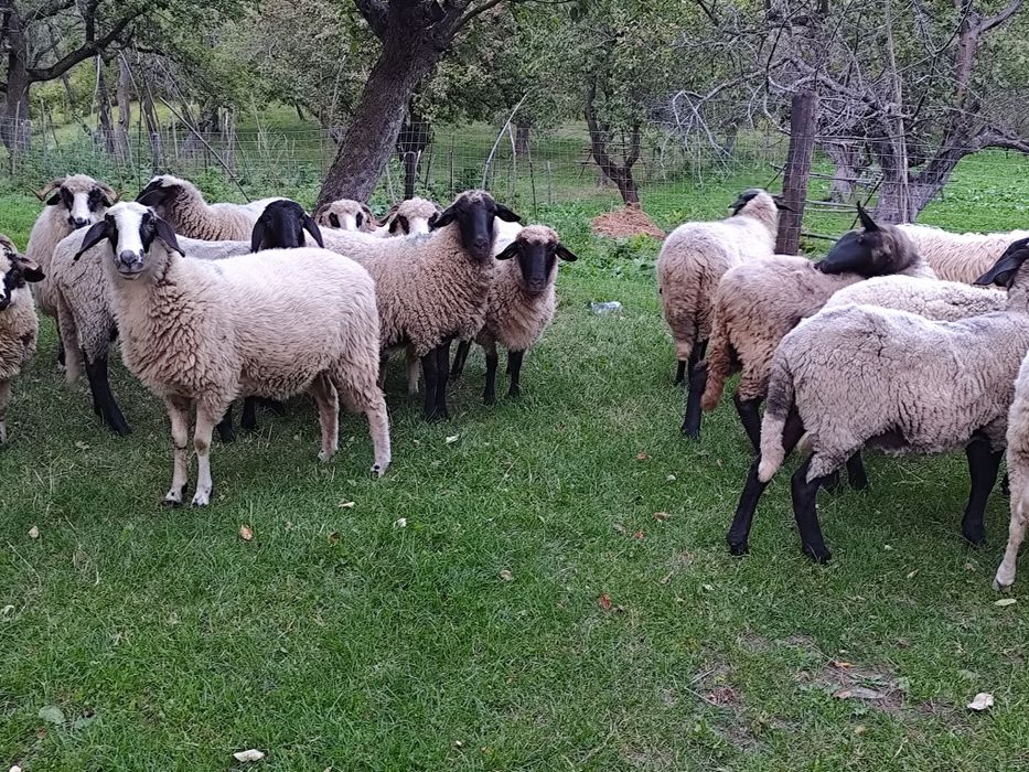 Vând  oii carabase