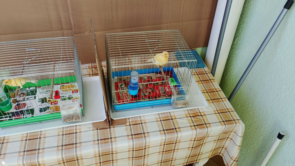 Орфей-мъжко и женско.Млади,тазгодишни.