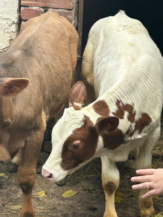 Vand un tauras si o vitea