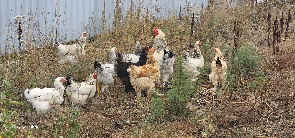 Продается куры брама