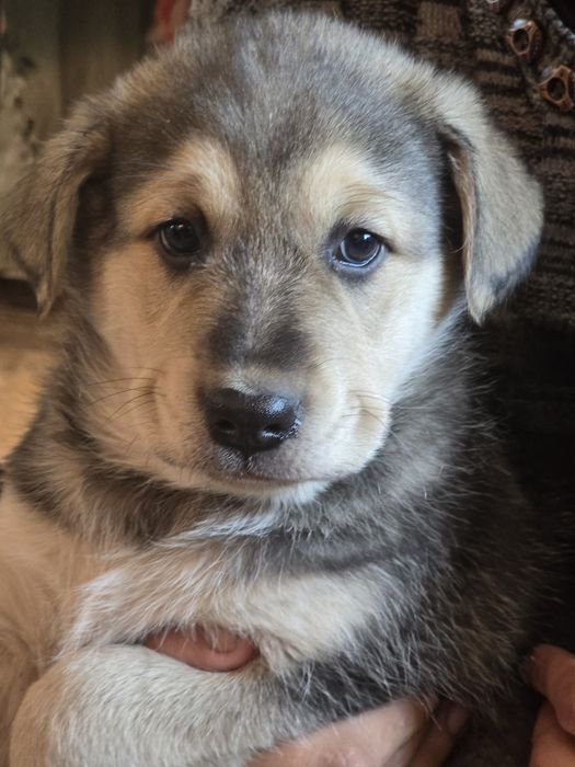 Отдам щенков от крупной