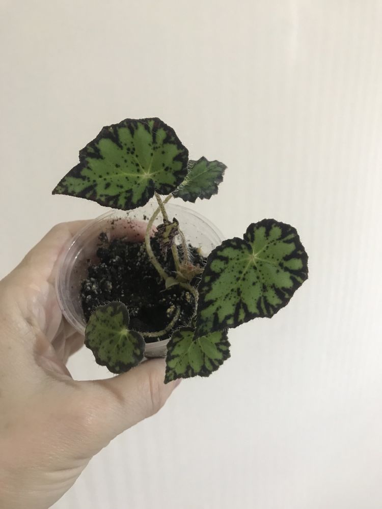 Комнатные цветы