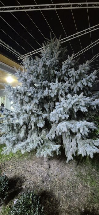 Голубой ель арча сотилади Фаргона