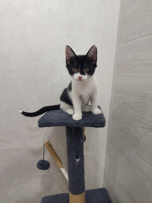 Котенок девочка Ташкент