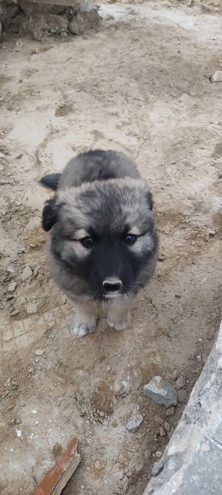 Метис күшік сатылады