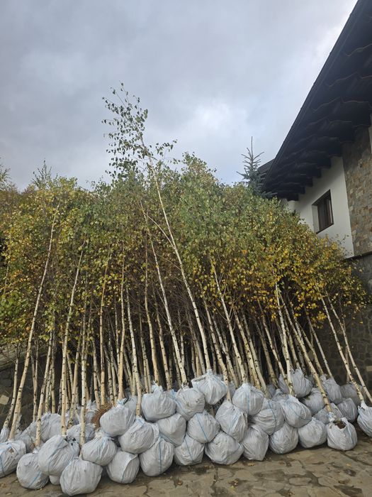 Mesteacăn tei Platan englezesc