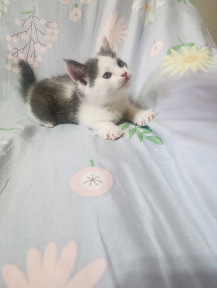Котята домашние пристраиваем за символическую плату чистые и умные