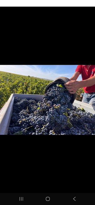 Struguri de vin productie ff buna