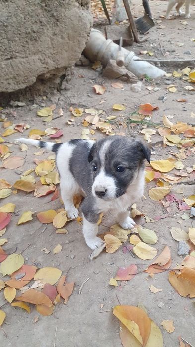 Щенята звоночки,ищют дом