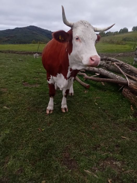 Vând vacă băltata