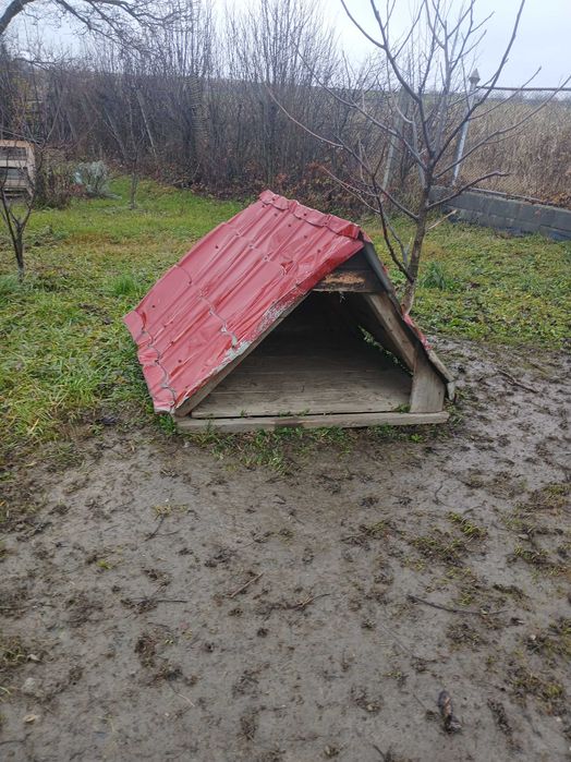 Cusca de caine talie mediu si mare