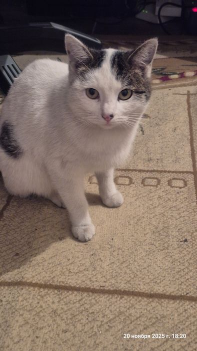 Кот красивый 1,5 года бесплатно