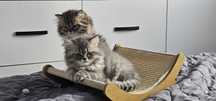 Adopti pisicuțe British longhair