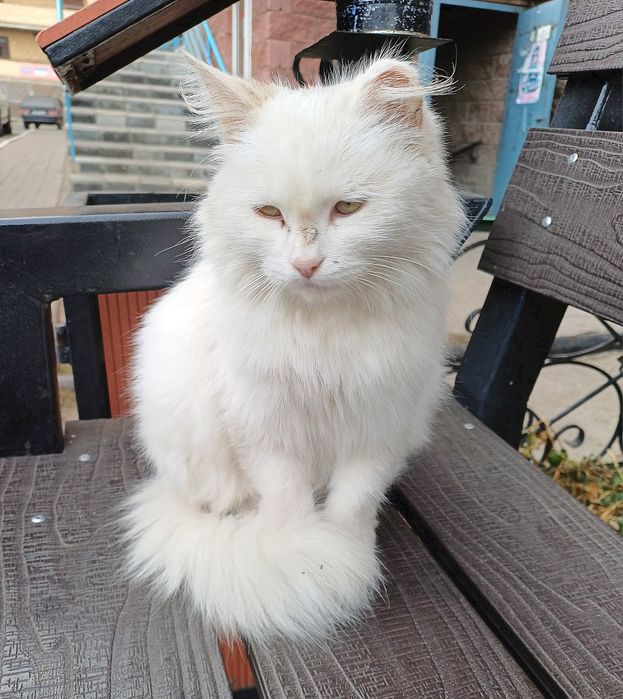 Кошка срочно  ищет ответственых настоящих котородителей