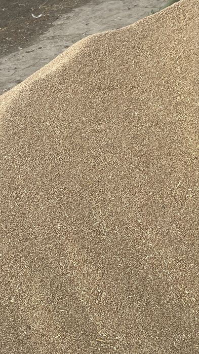 Зерно чистое по мешкам